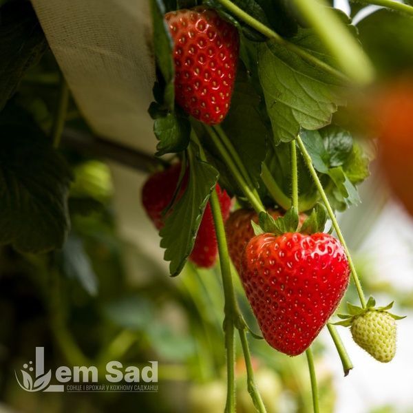 Полуниця великоплідна рання Румба (Fragaria &times; ananassa Rumba) 30011 фото