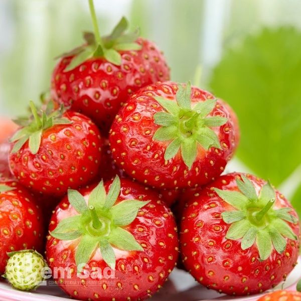 Полуниця великоплідна рання Румба (Fragaria &times; ananassa Rumba) 30011 фото