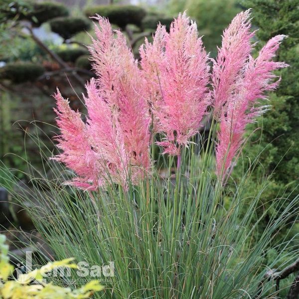 Кортадерія Pink Feather 20036 фото