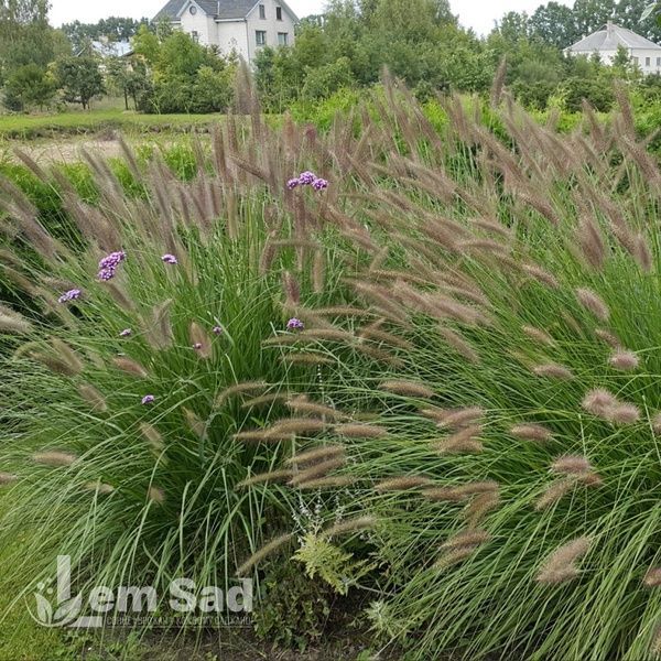 Пеннисетум Леди Ю (Pennisetum alopecuroides Lady U) 20086 фото
