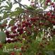 Вишня Шпанка 10022 фото 4