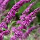 Буддлея Беррис энд Крим (Buddleja davidii Berries and Cream) 20195 фото 2