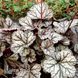 Гейхера Гліттер (Heuchera Glitter) 20286 фото 2