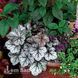 Гейхера Гліттер (Heuchera Glitter) 20286 фото 1