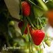 Полуниця великоплідна рання Румба (Fragaria &times; ananassa Rumba) 30011 фото 3