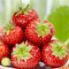 Полуниця великоплідна рання Румба (Fragaria &times; ananassa Rumba) 30011 фото 2