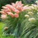 Кортадерія Pink Feather 20036 фото 2