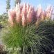 Кортадерія Pink Feather 20036 фото 1