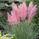 Кортадерія Pink Feather 20036 фото 3