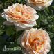 Троянда плетиста Полька (Rosa Polka) 50207 фото 2