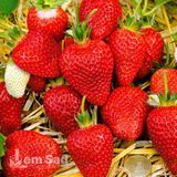 Клубника крупноплодная средняя Лючия (Fragaria &times; ananassa Lycia) 30012 фото