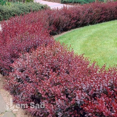 Барбарис Тунберга Атропурпуреа (Berberis thunbergii Atropurpurea) 20136 фото