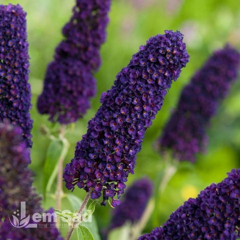 Буддлея Блек Найт (Buddleja davidii Black Knight) 20196 фото