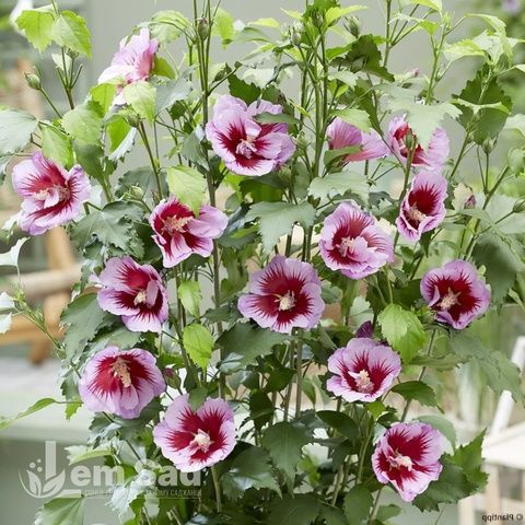Гібіскус сирійський Флауер Тауер Перпл (Hibiscus syriacus Flower Tower Purple) 20320 фото