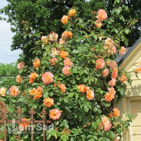 Троянда плетиста Барок (Rosa Barock) 50208 фото