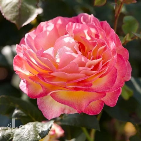 Троянда чайно-гібридна Горджес (Rosa Gorgeous) 50004 фото