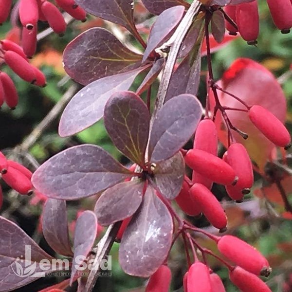 Барбарис Тунберга Атропурпуреа (Berberis thunbergii Atropurpurea) 20136 фото