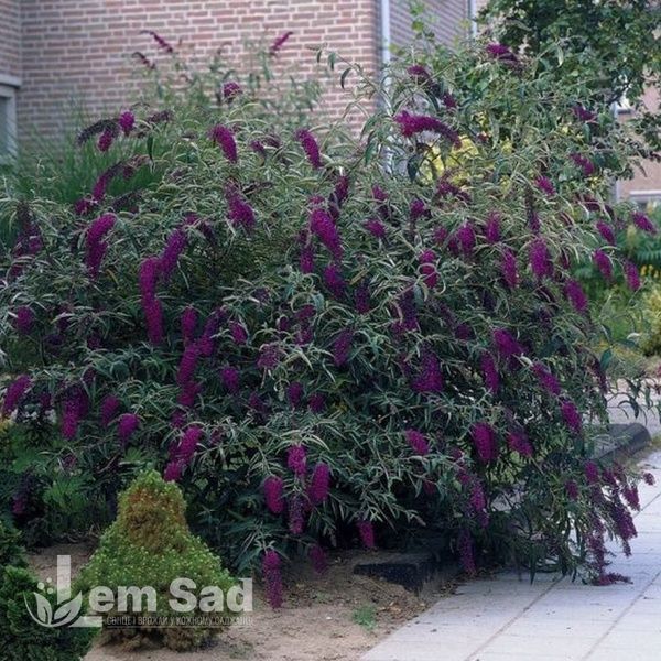 Буддлея Блек Найт (Buddleja davidii Black Knight) 20196 фото