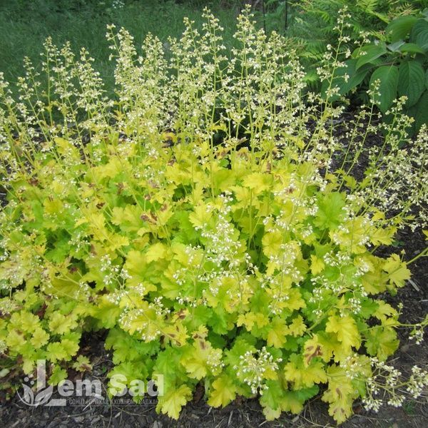Гейхера Лайм Рікі (Heuchera Lime Rickey) 20287 фото