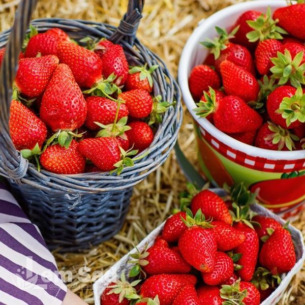 Полуниця великоплідна середня Лючія (Fragaria &times; ananassa Lycia) 30012 фото