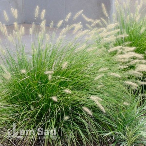 Пеннісетум Літл Банні (Pennisetum alopecuroides Little Bunny) 20087 фото