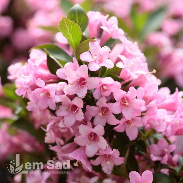 Вейгела цветущая Розеа (Weigela florida Rosea) 20246 фото
