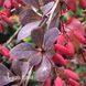 Барбарис Тунберга Атропурпуреа (Berberis thunbergii Atropurpurea) 20136 фото 2