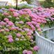 Гортензія великолиста (Hydrangea macrophylla) 20386 фото 2
