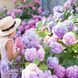 Гортензія великолиста (Hydrangea macrophylla) 20386 фото 1