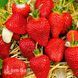 Полуниця великоплідна середня Лючія (Fragaria &times; ananassa Lycia) 30012 фото 1