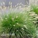 Пеннісетум Літл Банні (Pennisetum alopecuroides Little Bunny) 20087 фото 2