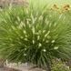 Пеннісетум Літл Банні (Pennisetum alopecuroides Little Bunny) 20087 фото 1