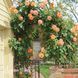 Роза плетистая Барок (Rosa Barock) 50208 фото 2