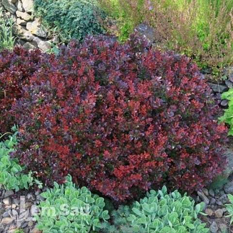 Барбарис Тунберга Багатель (Berberis thunbergii Bagatelle) 20137 фото