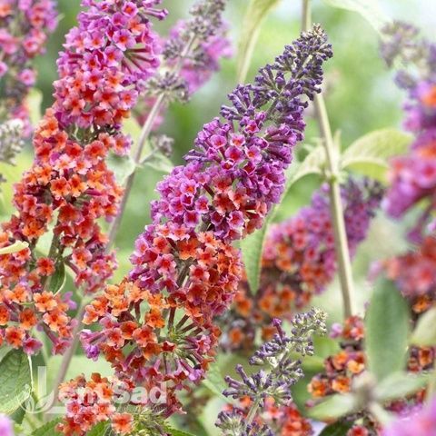 Буддлея Флауер Пауер (Buddleja davidii Flower Power) 20197 фото