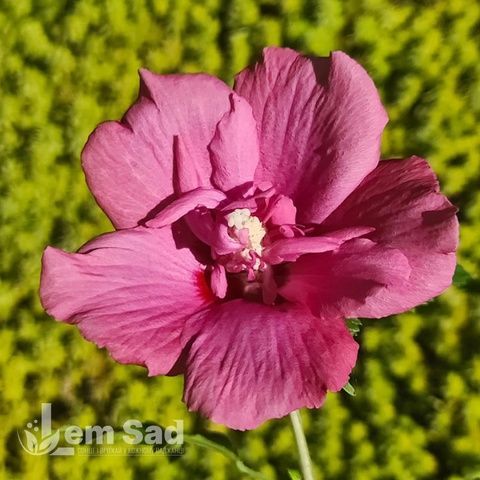 Гібіскус сирійський Флауер Тауер Рубі (Hibiscus syriacus Flower Tower Ruby) 20321 фото