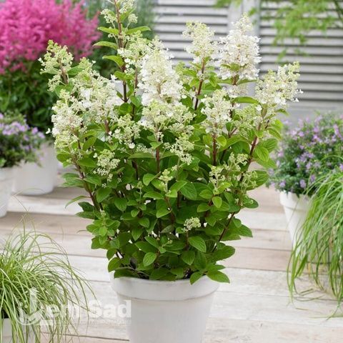 Гортензия метельчатая Бэйби Лэйс (Hydrangea paniculata Baby Lace) 20387 фото