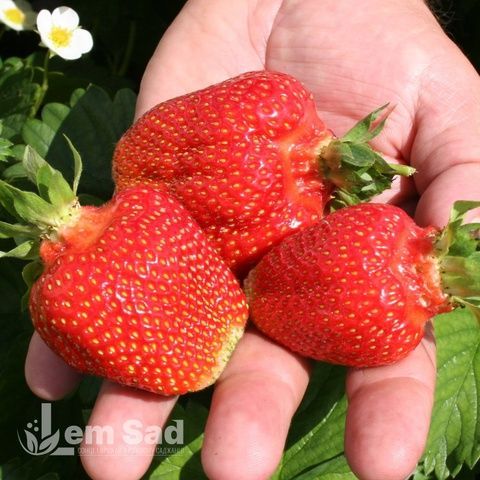 Полуниця великоплідна Джолі (Fragaria &times; ananassa Joly) 30013 фото