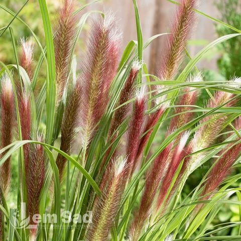 Пеннісетум Ред Хед (Pennisetum alopecuroides Red Head) 20088 фото