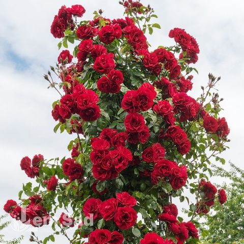 Троянда плетиста Бельканто (Rosa Belcanto) 50209 фото