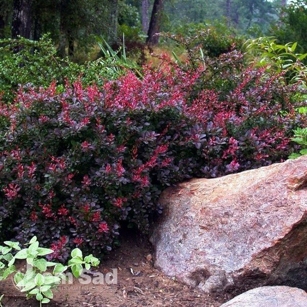 Барбарис Тунберга Багатель (Berberis thunbergii Bagatelle) 20137 фото