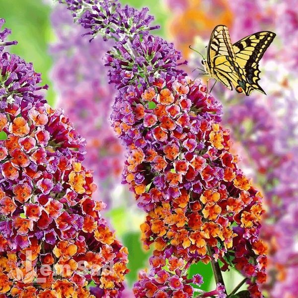 Буддлея Флауэр Пауэр (Buddleja davidii Flower Power) 20197 фото