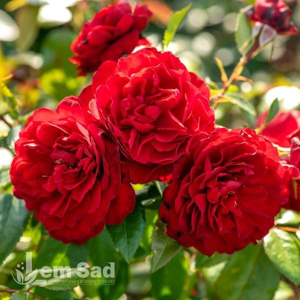 Троянда плетиста Бельканто (Rosa Belcanto) 50209 фото
