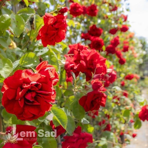Троянда плетиста Бельканто (Rosa Belcanto) 50209 фото