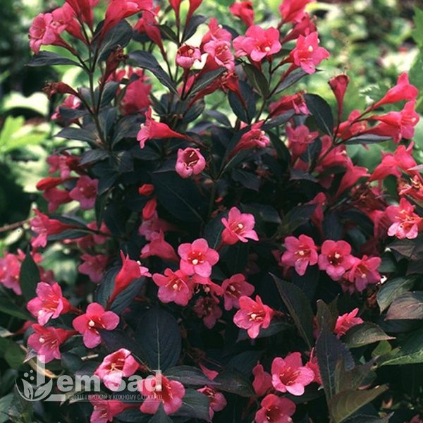 Вейгела квітуча Танго (Weigela florida Tango) 20247 фото