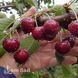Вишня Черевишня 10024 фото 3