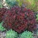 Барбарис Тунберга Багатель (Berberis thunbergii Bagatelle) 20137 фото 1