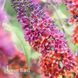 Буддлея Флауэр Пауэр (Buddleja davidii Flower Power) 20197 фото 4