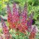 Буддлея Флауэр Пауэр (Buddleja davidii Flower Power) 20197 фото 3