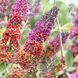 Буддлея Флауэр Пауэр (Buddleja davidii Flower Power) 20197 фото 1